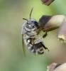 Anthophora salviae